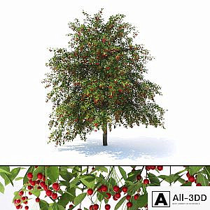 Prunus avium tree