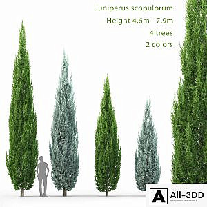 Juniperus