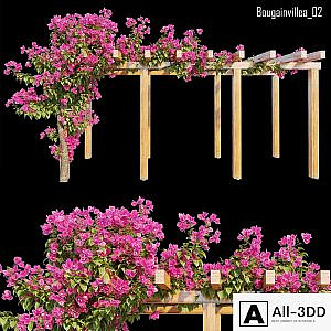 Bougainvillea 02