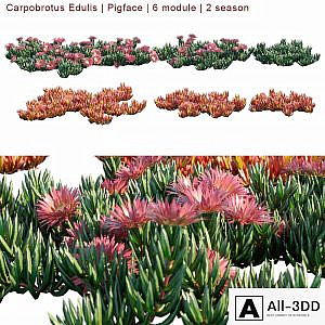 Carpobrotus Edulis | Pigface | 6 module | 2 season
