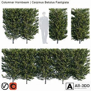 Columnar Hornbeam | Carpinus betulus fastigiata hedge