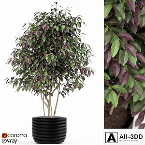 Plants collection 162