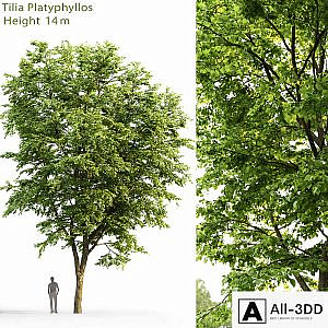 Tilia platyphyllos