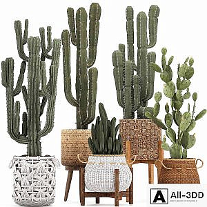 Collection of plants 330. Basket rattan, prickly pear, indoor cactus, white basket, carnegia, Prickly pear, desert plants, eco design, wicker