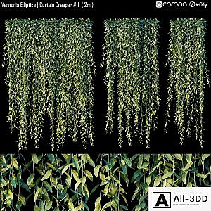 Vernonia Elliptica | Curtain Creeper # 1 (2m)