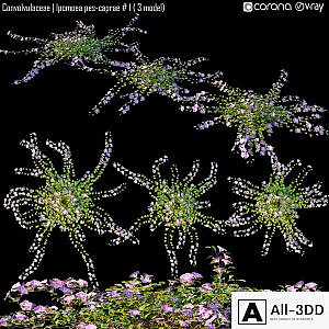 Convolvulaceae | Ipomoea pes-caprae # 1 (3 model)