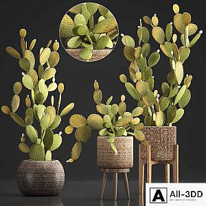 Plant Collection 375. Cactus set. cacti, basket, rattan, prickly pear, indoor cactus, Prickly pear, eco style, design, natural materials