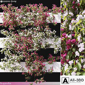 Bougainvillea 06