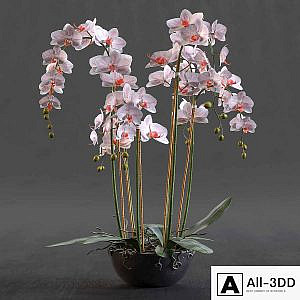 Orchid