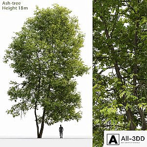 Ash | Ash-tree # 4 (18m)
