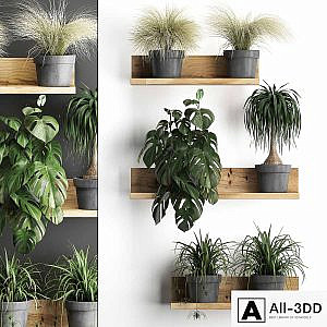 Collection of small plants wooden shelf with flowers in pots with monstera, dracaena, Chlorophytum, grass grass. Set 48.