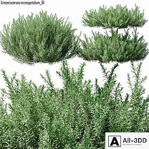 Limoniastrum monopetalum 01