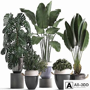 Collection of plants in modern outdoor pots with Banana palm, strelitzia, monstera, bush. Set 396.