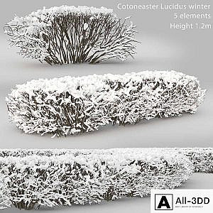 Cotoneaster lucidus. Winter hedge # 1