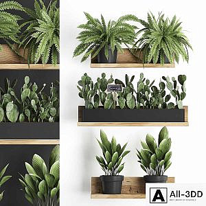 Collection of small plants wooden shelf with flowers in pots with cactus, fern bush, prickly pear. Set 398.