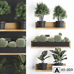 Collection of small plants vertical gardening wooden shelf with flowers in pots with Cactus, monstera, Raphis palm. Set 51.