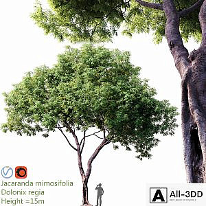 Jacaranda mimosifolia - Dolonix regia # 1