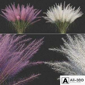 Muhlenberg hairy / Muhlenbergia capillaris