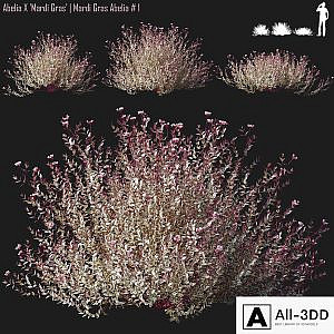 Abelia X Mardi Gras | Mardi Gras Abelia # 1
