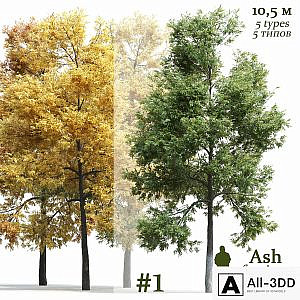 Ash-tree / Fraxinus #1