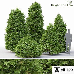 Thuja