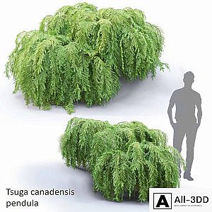 Tsuga canadian dangling | Tsuga canadensis pendula # 1