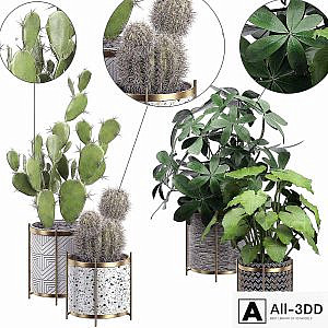 INTERIOR FLOWER PACK 19 - CACTUS. Part 3