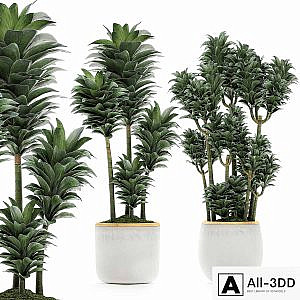 A beautiful small decorative flower of Dracaena Compacta in a white pot with gold. Set 533