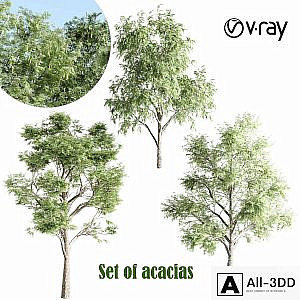 set of acacias-vray
