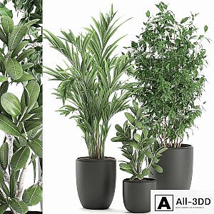 Collection of plants in black pots with Ficus benjamin, palm, hovea, neanta. Set 567.