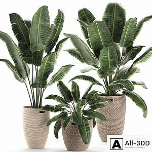Collection of beautiful lush plants in baskets with strelitzia, banana palm, ravenala. Set 591.