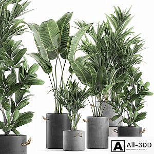 Plant Collection 595. Concrete flowerpot, banana, howea, palm, plumeria, strelitzia, industrial style, Howea forsteriana