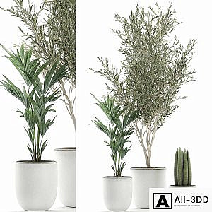 Collection of indoor plants in white pots with olive tree, cylindrical Sansevieria, small palm. Set 652.