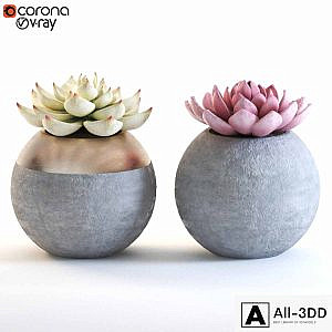 cactus_002