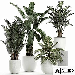 Collection of small palm plants in white pots with banana palm, hovea, coconut, strelitzia. Set 674.