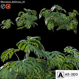 Monstera deliciosa 01