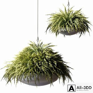 Ampelous plants Nephrolepis sublime in gray hanging pots
