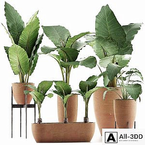 Plants Collection 31