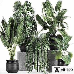 Collection of plants in black pots with Monstera, banana palm, strelitzia, fern, calathea lutea, luxury decor. Set 710.