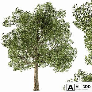 Tree Broadleaf - Set 21