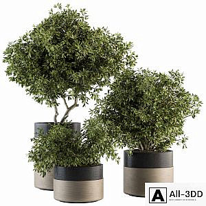 indoor Plant Set 130 - Tree in Pot