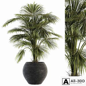 indoor Plant Set 137 - Tropical Plant