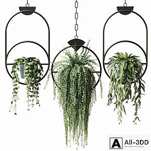 Ampel plants in hanging pots with black rings - set 15
