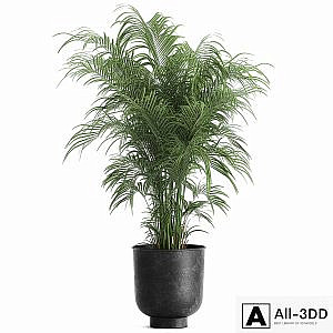 Decorative small lush palm tree in a black metal pot Howea forsteriana , kentia. 900.