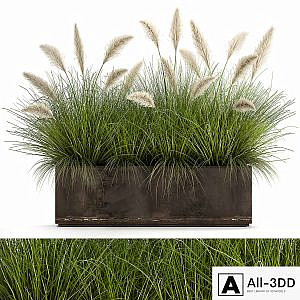 Bush plants in a metal outdoor pot with white Pampas grass, veynik, reed. 902.