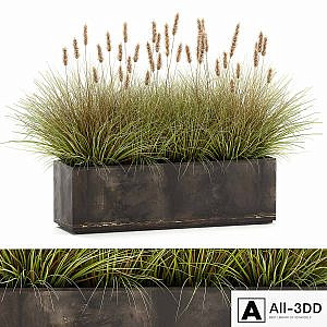 Outdoor metal pot in the bushes Pampas grass, flowerpot, flowerbed, reed. 905.