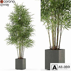 Plants collection 479