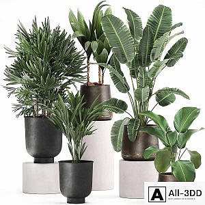 Collection of plants in metal pots and vases Strelitzia, Ravenala, Banana palm, Howea, Raphis. Set 981.