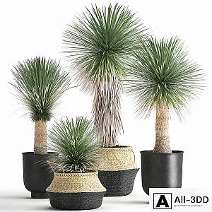 A collection of plants in black pots and baskets of Yucca, desert plants. Set 1015.