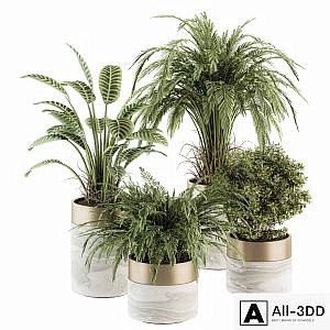 indoor Plant Set 245 - Plant Set in pot